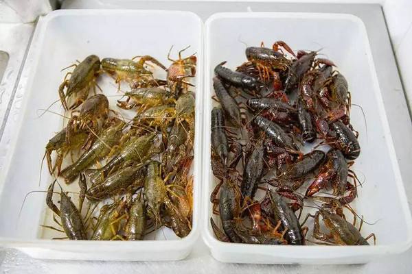 水產養殖行情之2019年9月16日各地小龍蝦批發價格